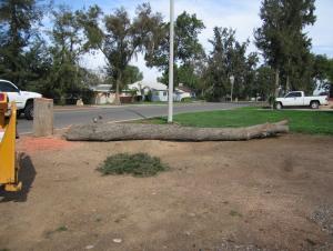 tree fall 012.JPG